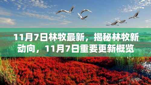 揭秘林牧最新动向,11月7日重要更新概览