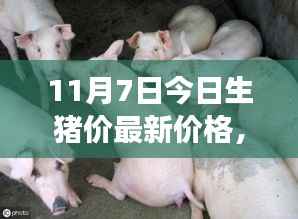 探秘特色小店与最新生猪价,惊喜之旅启程