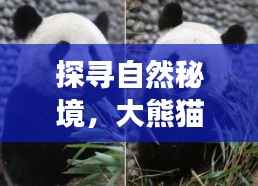 探寻自然秘境,大熊猫新生之旅的心灵启示与纪念时刻——纪念历史上最新出生的大熊猫诞生在11月15日