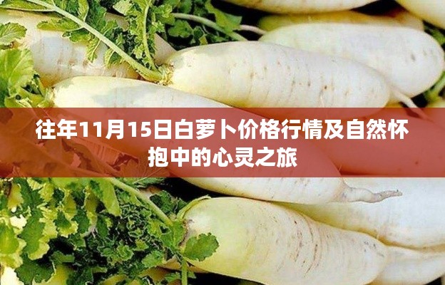 往年11月15日白萝卜价格行情及自然怀抱中的心灵之旅