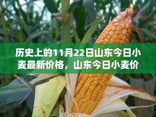 山东今日小麦价格背后的故事,友情与记忆的温馨之旅——11月22日小麦价格纪实