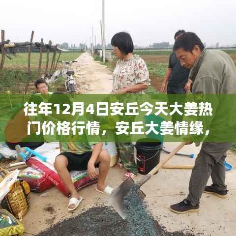 安丘大姜热门行情揭秘,一场温馨的价格之旅回顾