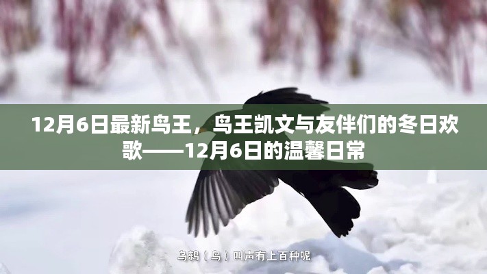 鸟王凯文与友伴们的冬日欢歌,12月6日的温馨日常记录