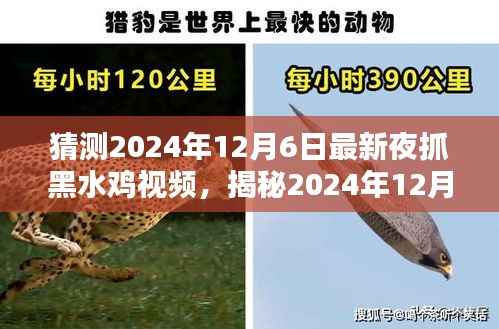 揭秘夜抓黑水鸡的精彩瞬间,探寻最新视频,预测未来事件(日期,2024年12月6日)