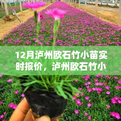 泸州欧石竹小苗实时报价聚焦分析,市场动态与观点探讨