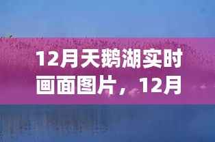 12月天鹅湖实时画面,静谧与美丽的邂逅