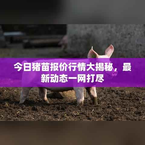 今日猪苗报价行情大揭秘,最新动态一网打尽