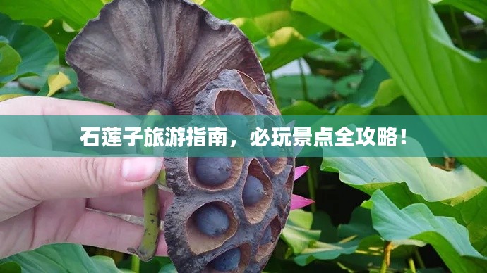 石莲子旅游指南,必玩景点全攻略!