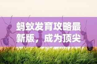 蚂蚁发育攻略最新版,成为顶尖蚂蚁领袖之路