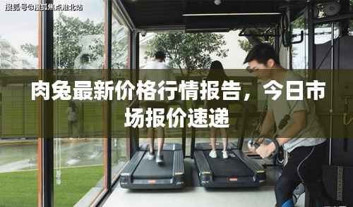 肉兔最新价格行情报告,今日市场报价速递