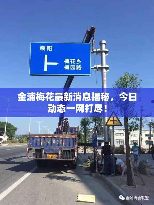 金浦梅花最新消息揭秘,今日动态一网打尽!