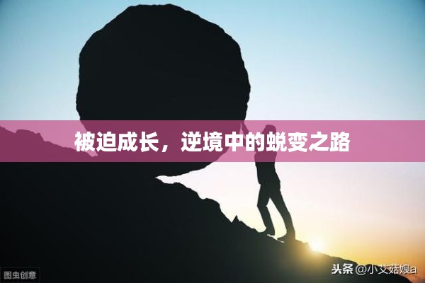 被迫成长,逆境中的蜕变之路